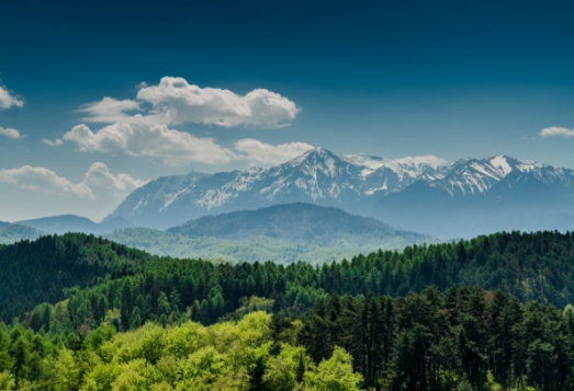 An image of trees with mountains in the background.